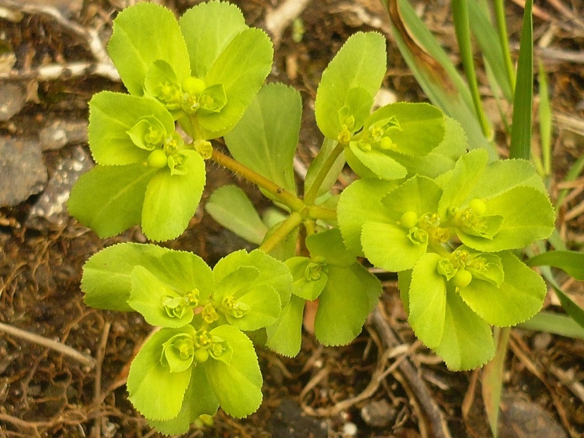 Euphorbia helioscopia subsp. helioscopia (Euphorbiaceae)